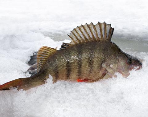 Рыбалка на Урале зимой